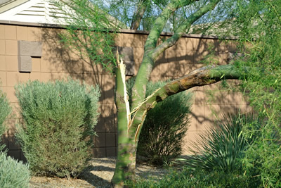 Boise Tree Trimming